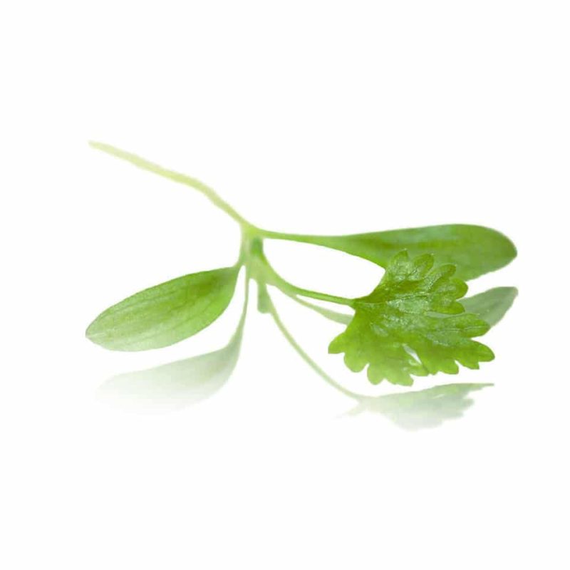 Micro Coriander - (Punnet)