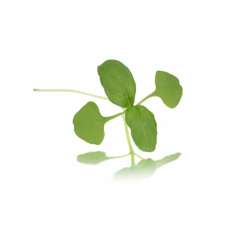 Micro Basil Green - (Punnet)