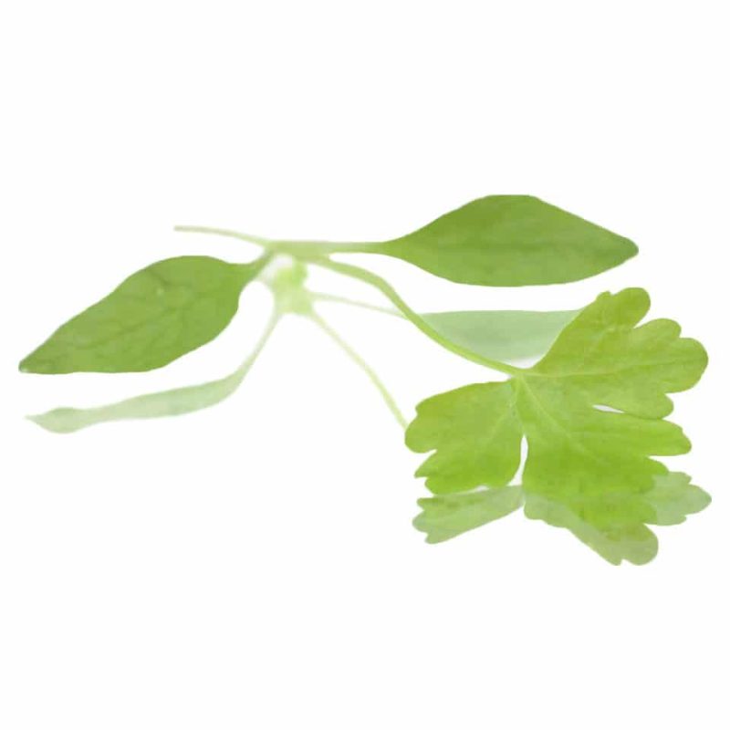 Micro Parsley - (Punnet)