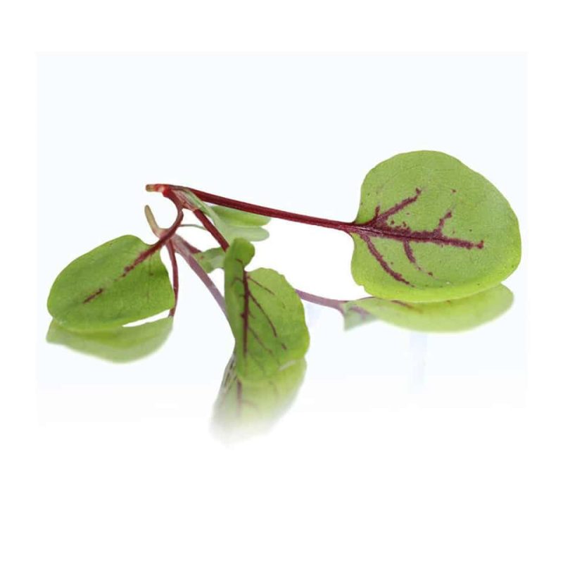 Micro Red Vein Sorrel - (Punnet)